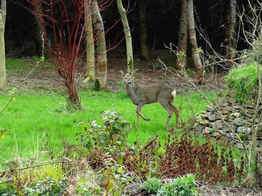 Lobhill Farmhouse Bed And Breakfast And Self Catering Accommodation Okehampton Room photo